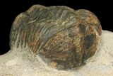 Bargain, Struveaspis Trilobite (Small Eyed Phacopid) #100389-3